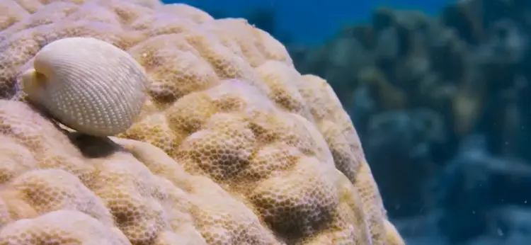 White strawberry cockle (Fragum fragum) as shown in Blue Planet II - One Ocean